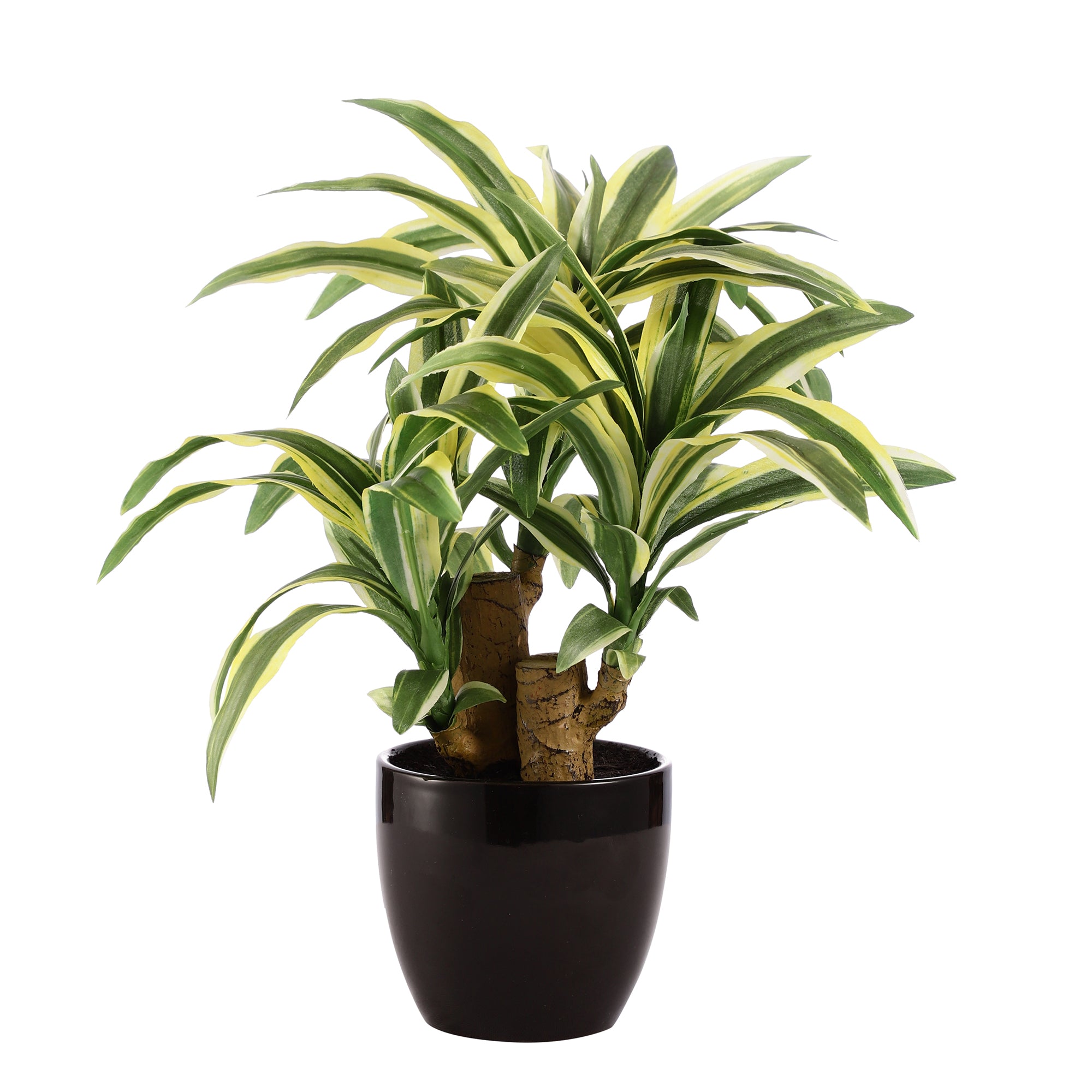 White Stripe Dracaena Bonsai Ceramic Potted Plant