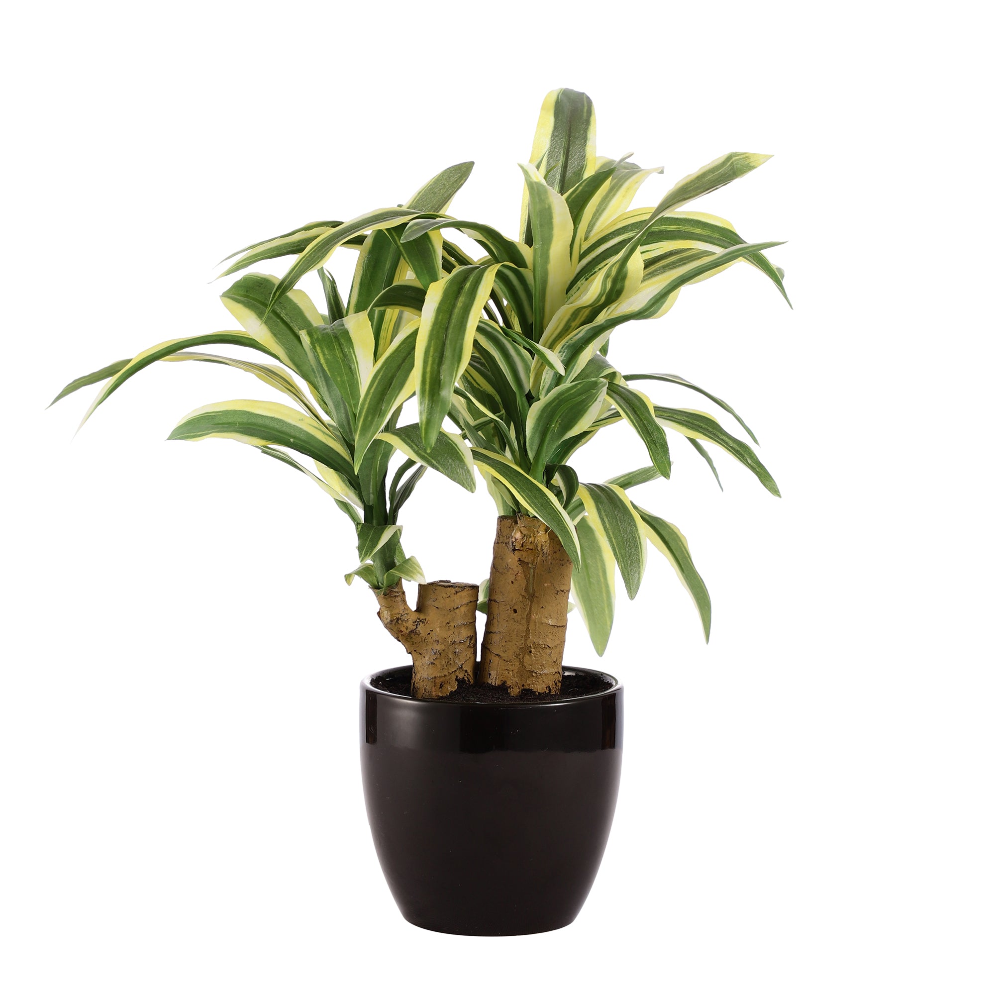 White Stripe Dracaena Bonsai Ceramic Potted Plant