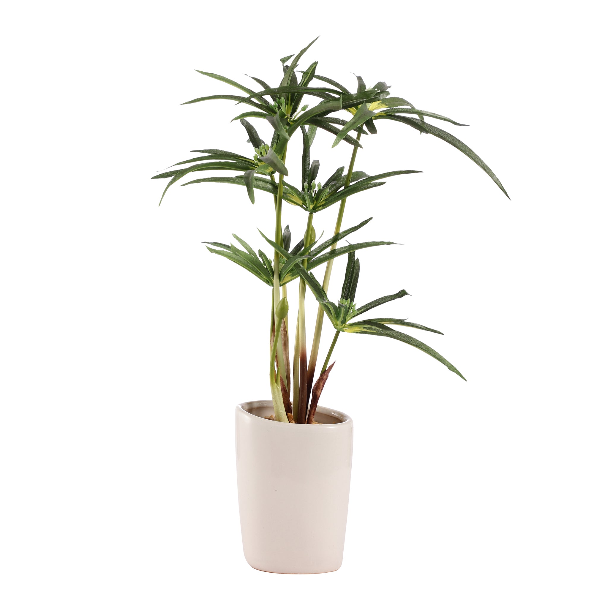 Cyperus Bonsai Ceramic Potted Plant