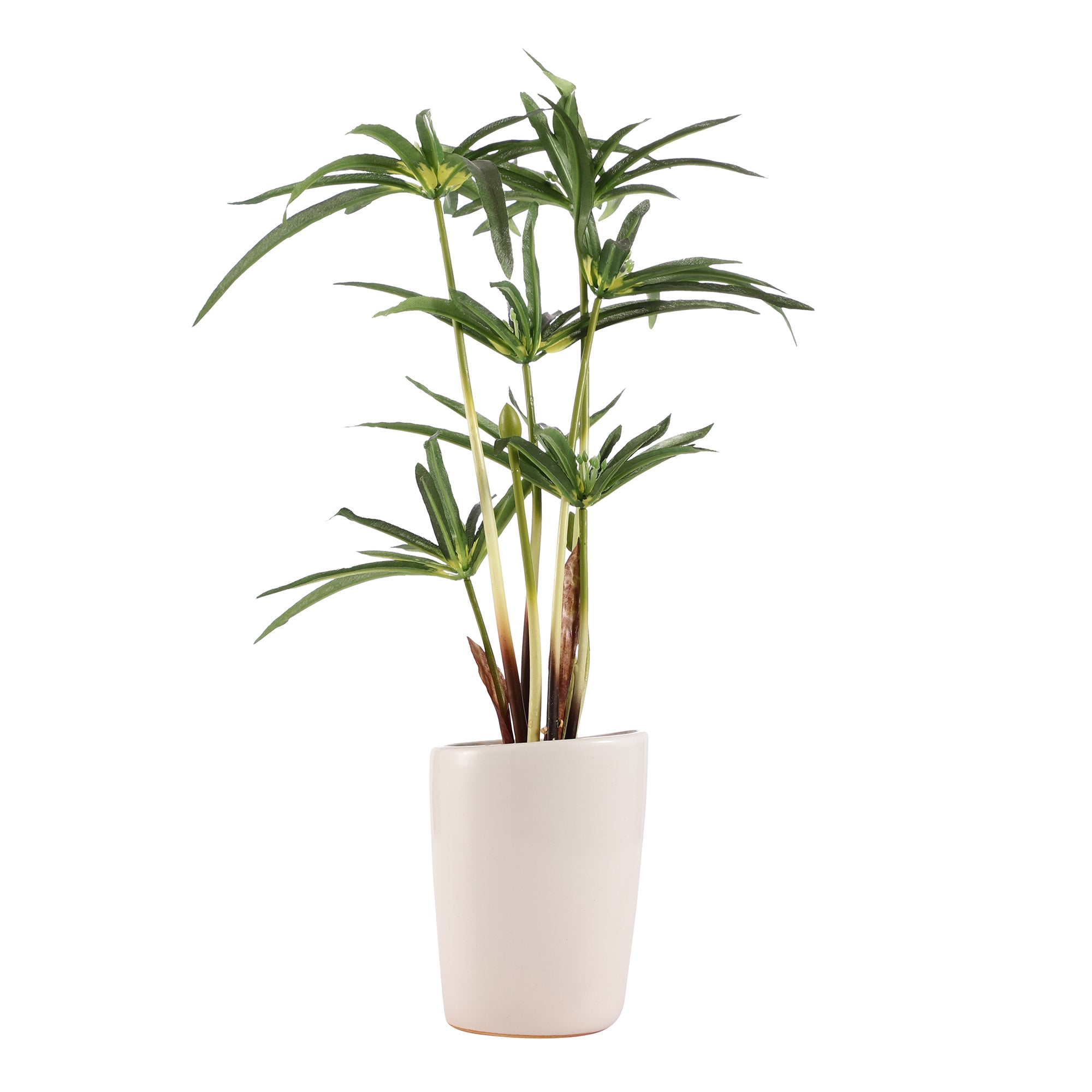 Cyperus Bonsai Ceramic Potted Plant