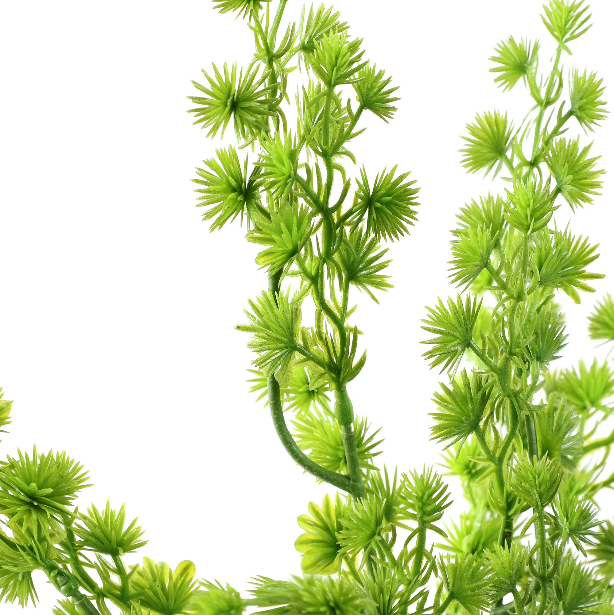 Green Fern Stem (Single)