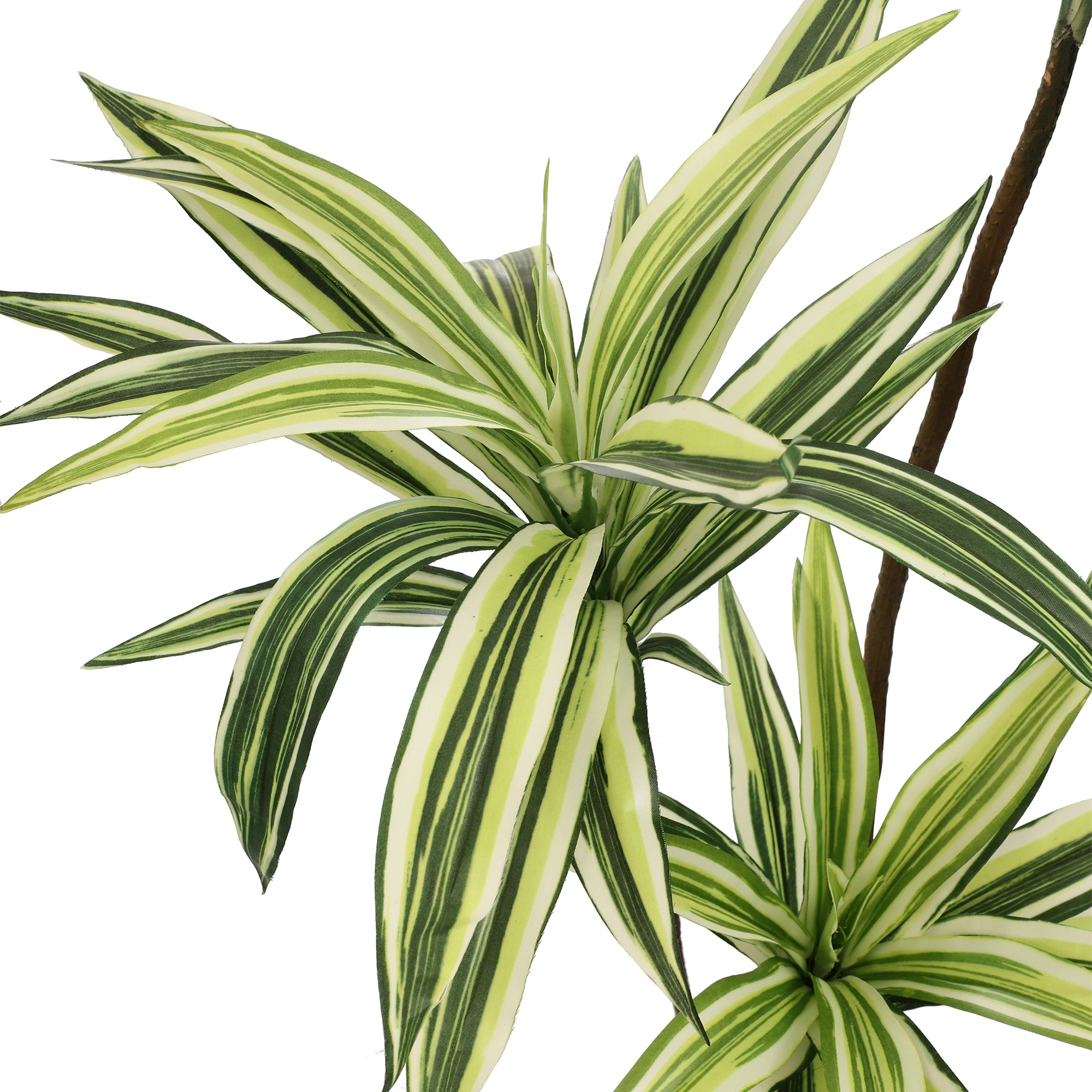 White Striped Dracaena Faux Plant (Tall)