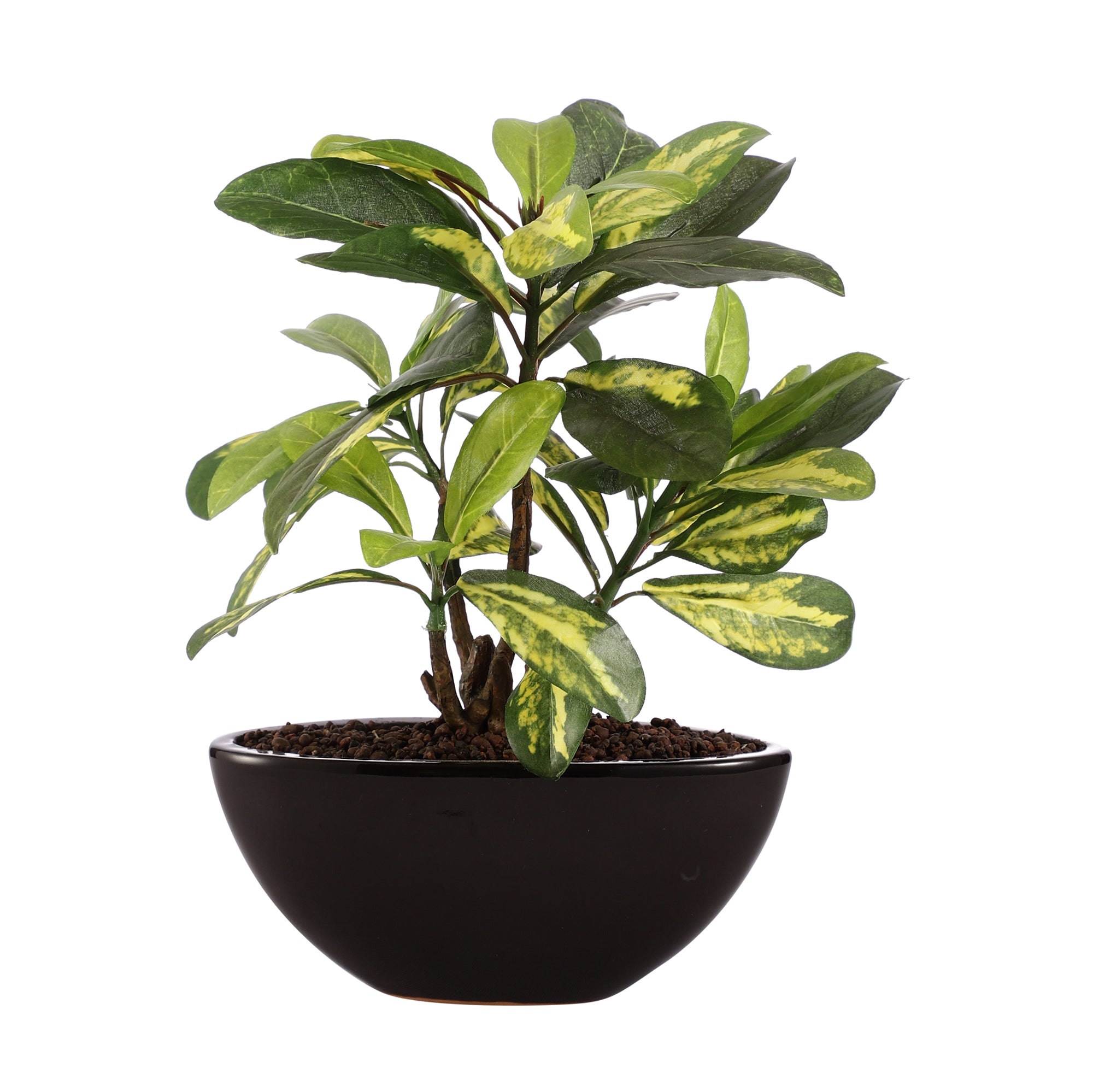 Schefflera Bonsai Ceramic Potted Plant