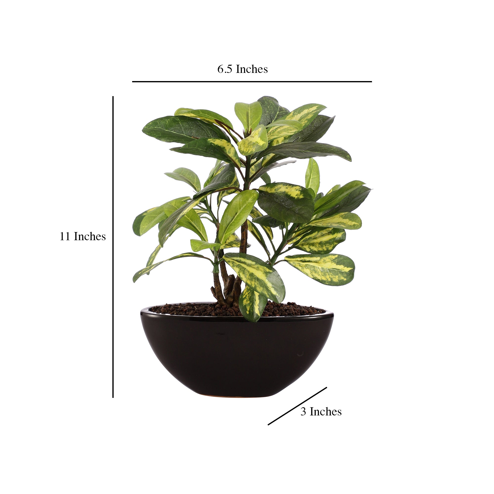 Schefflera Bonsai Ceramic Potted Plant