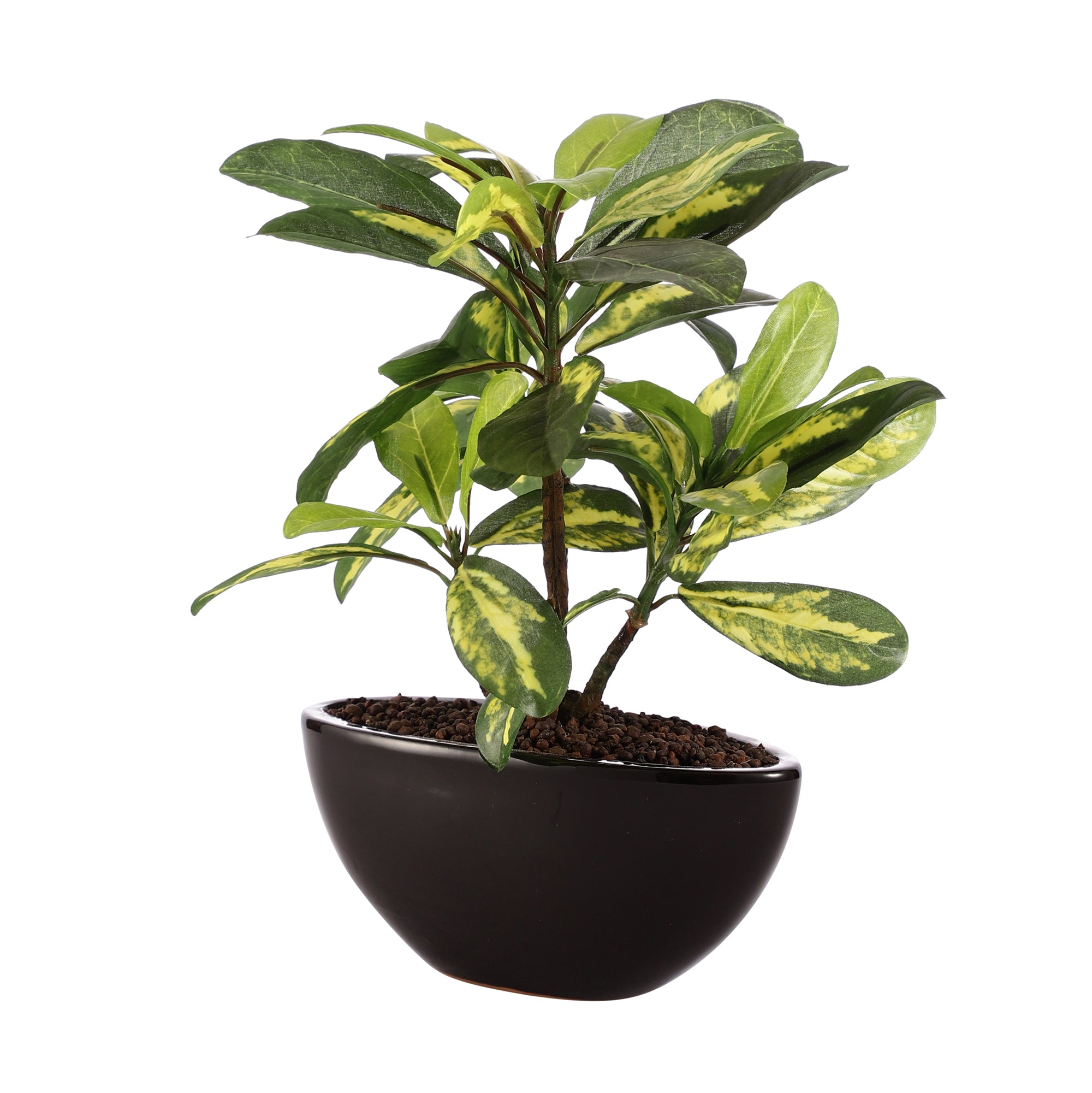 Schefflera Bonsai Ceramic Potted Plant