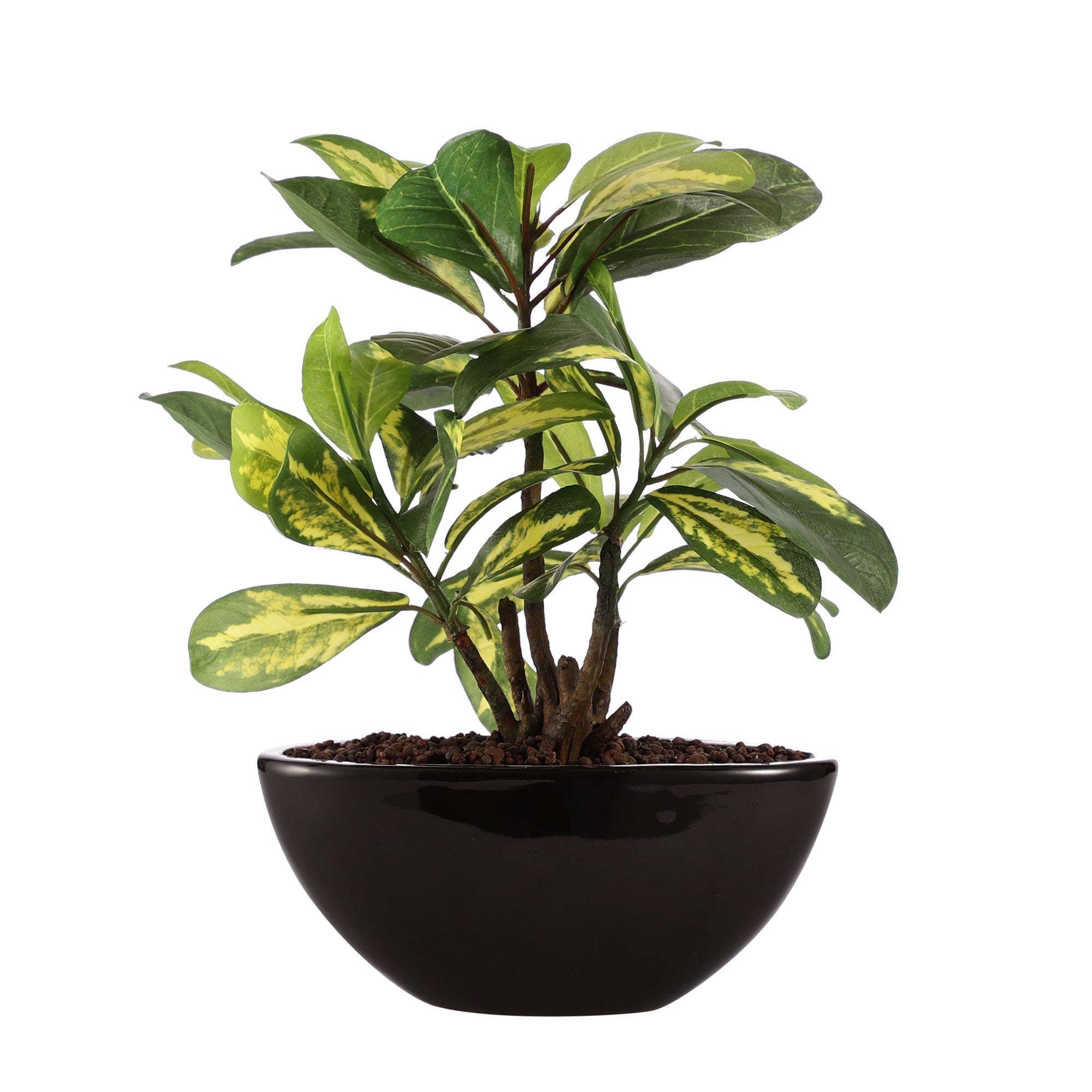 Schefflera Bonsai Ceramic Potted Plant