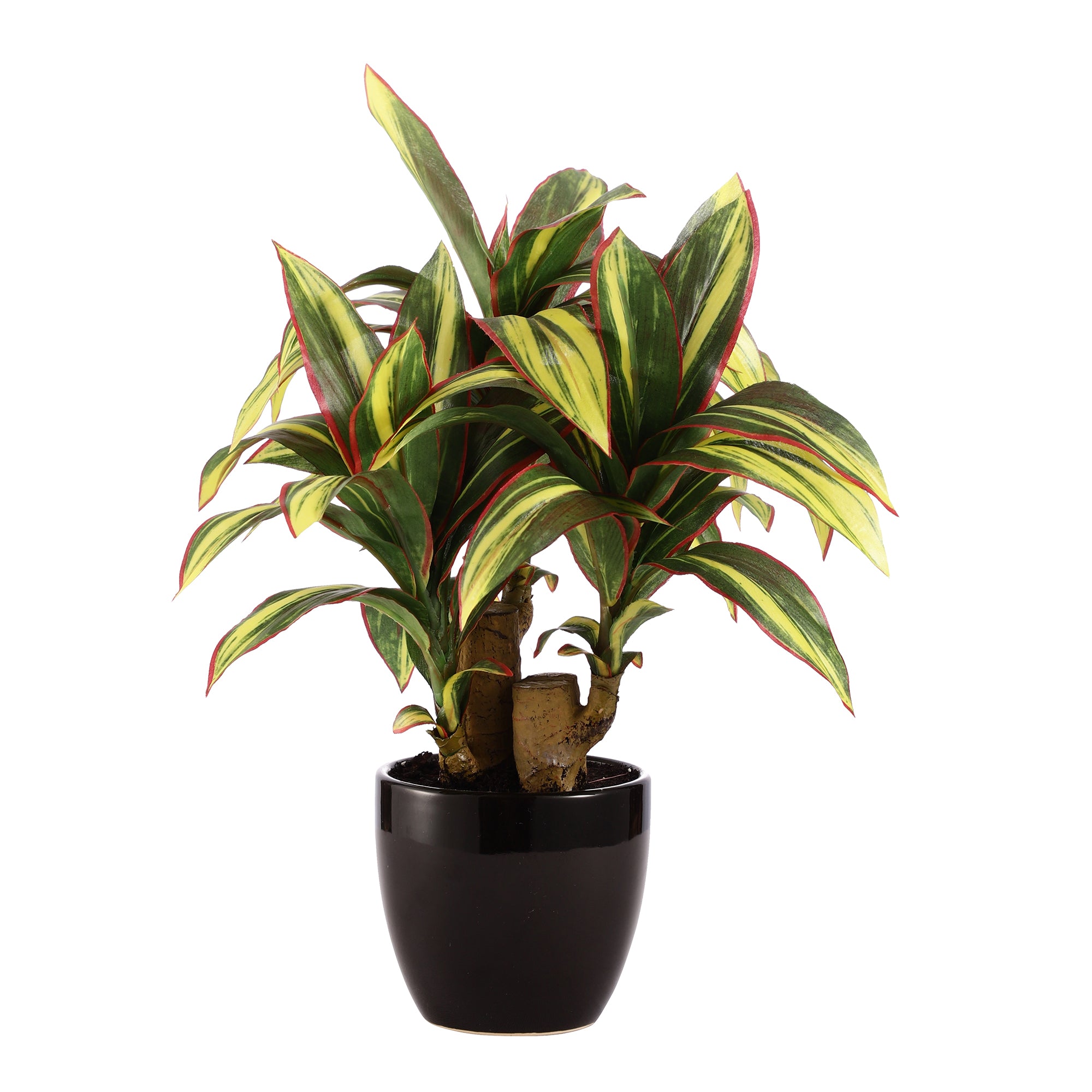 Dracaena Bonsai Ceramic Potted Plant