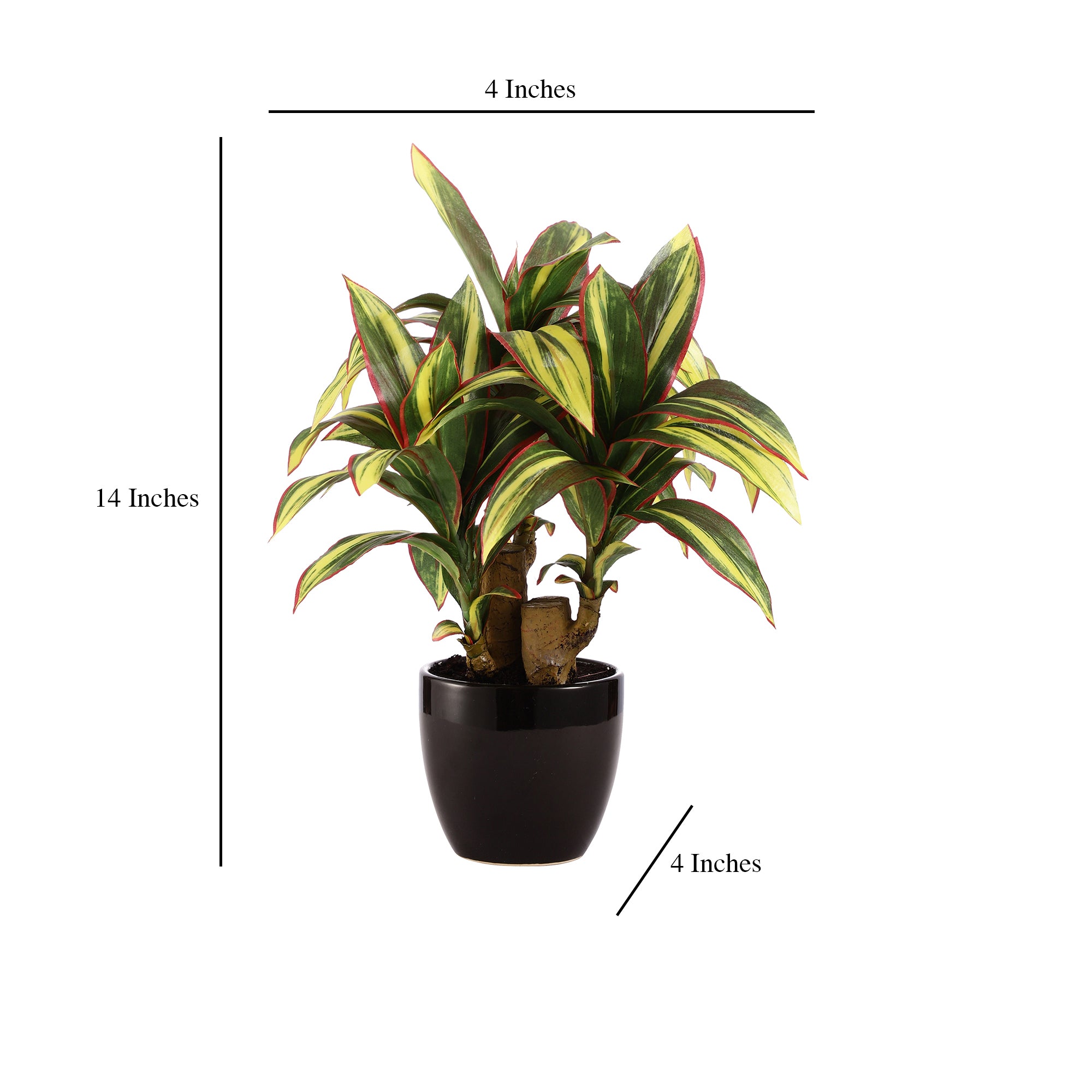 Dracaena Bonsai Ceramic Potted Plant