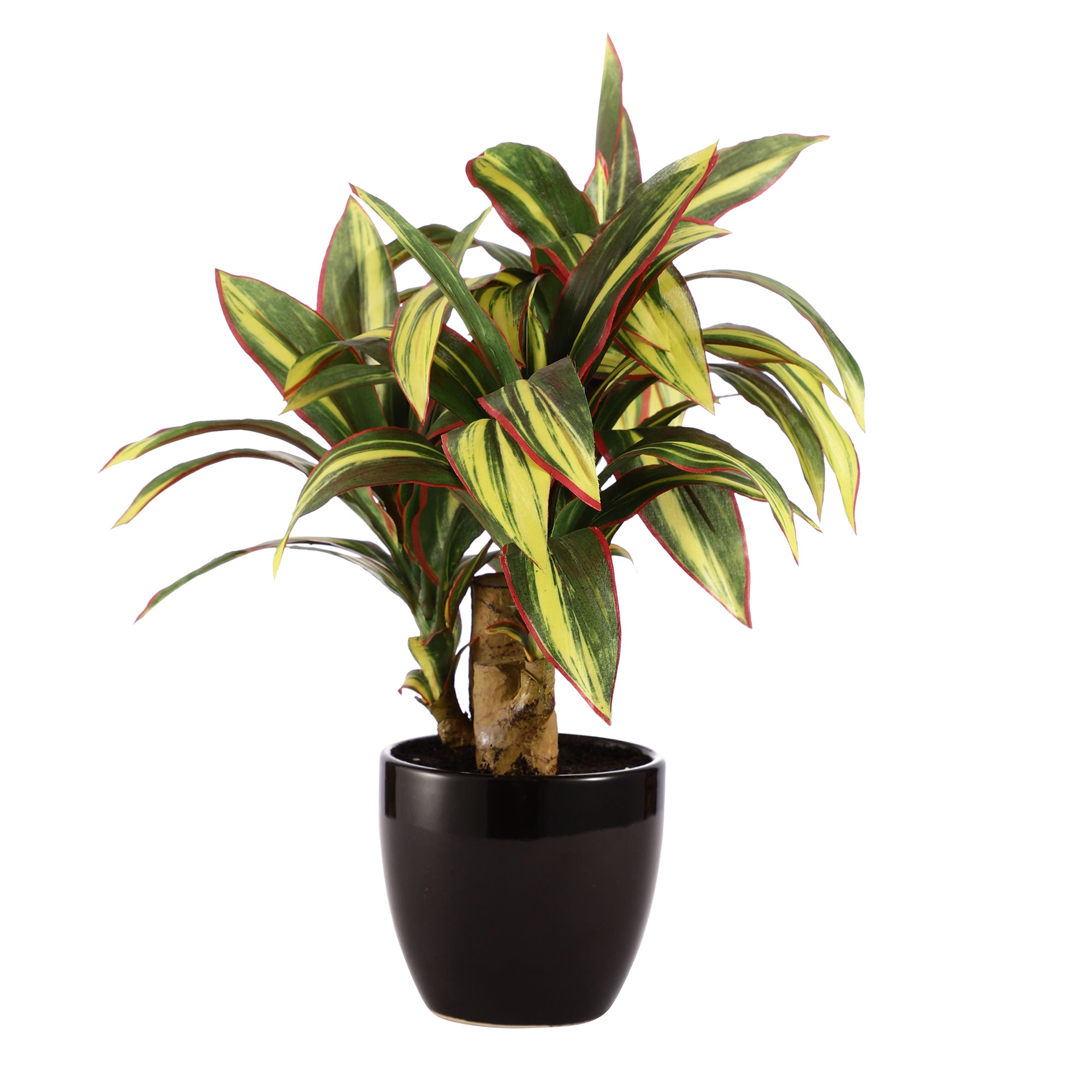 Dracaena Bonsai Ceramic Potted Plant