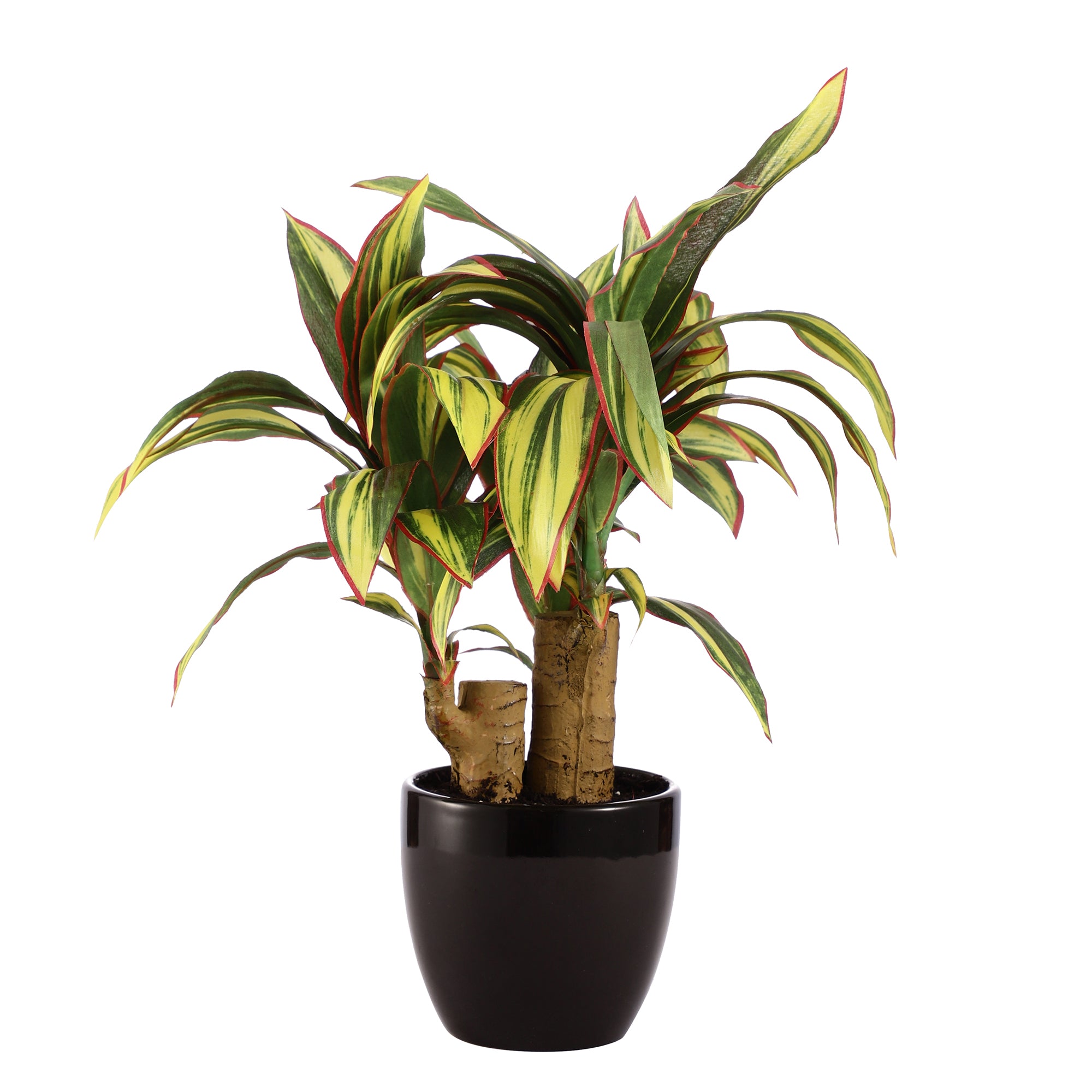 Dracaena Bonsai Ceramic Potted Plant