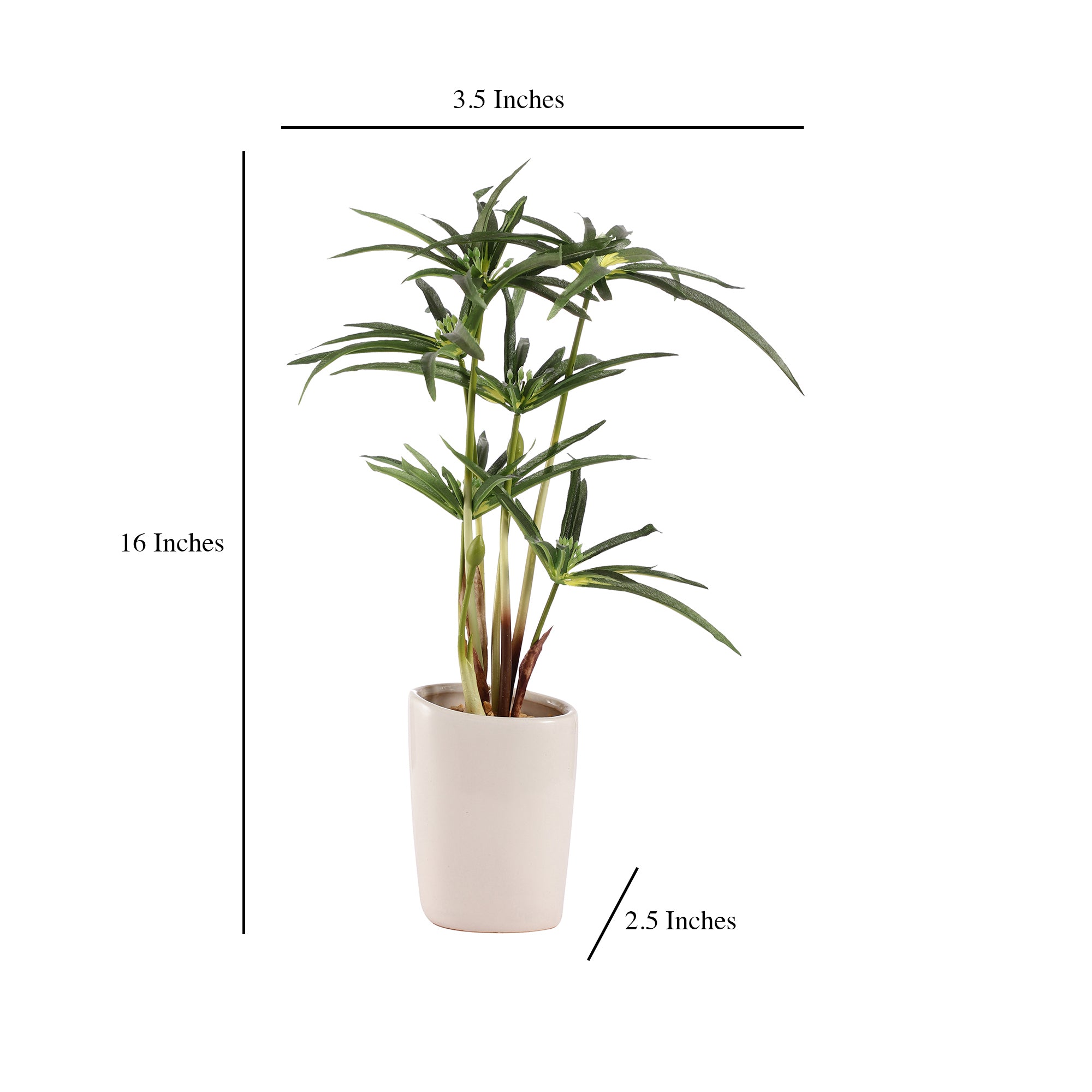 Cyperus Bonsai Ceramic Potted Plant