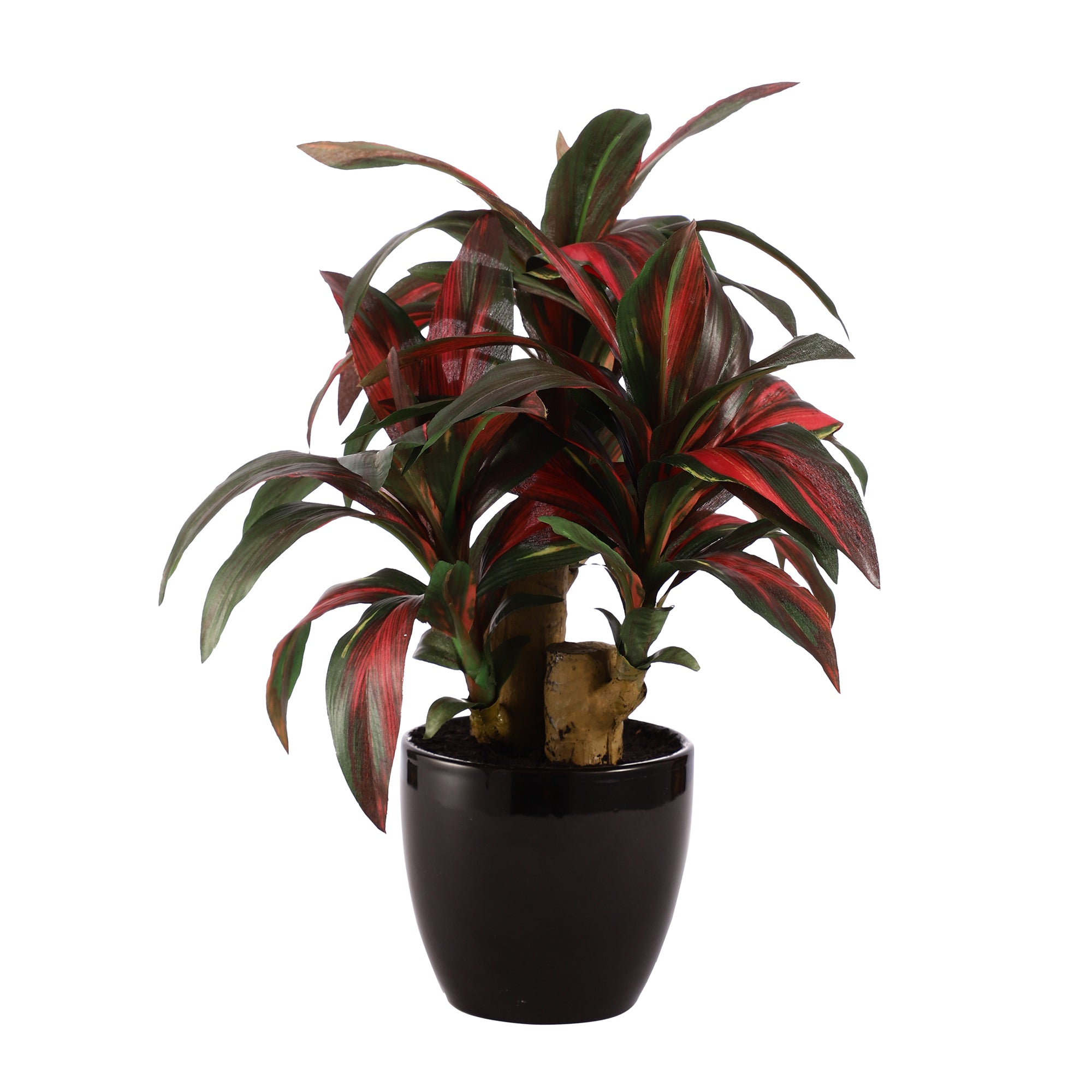 Ruby Red Dracaena Bonsai Ceramic Potted Plant