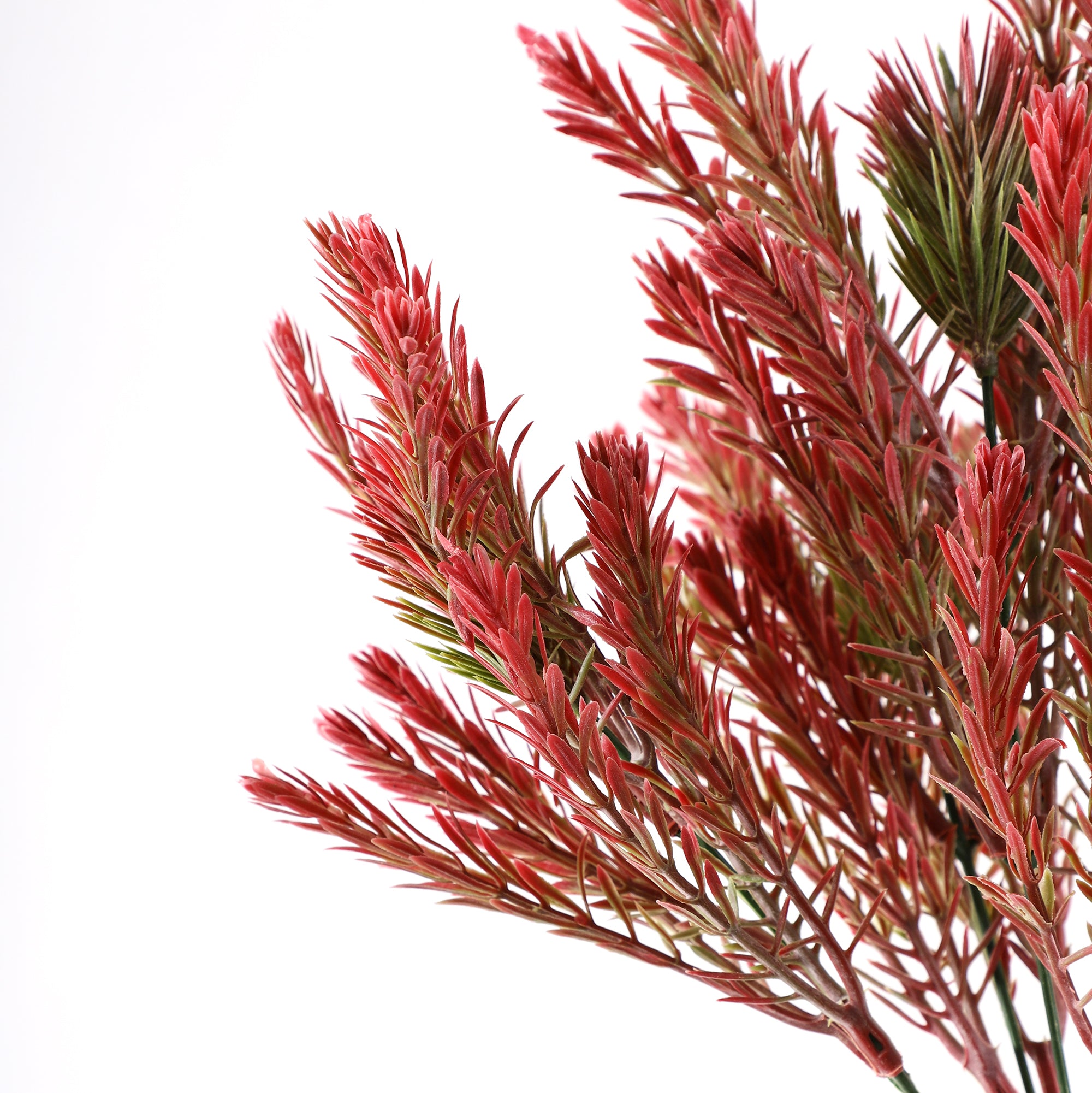 Red Pampas Grass Bunch (Single)